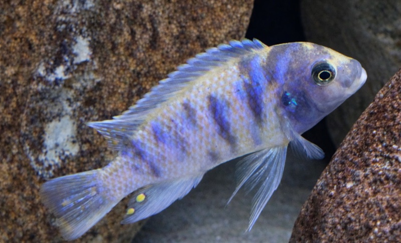 Maylandia zebra 'Gome'